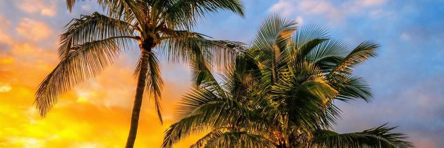 Alejandra Santillán banner