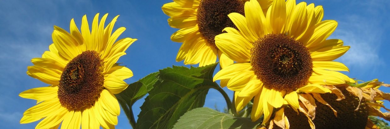 AlexusRaquell's profile banner image