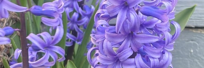 BeverlyAnn98's profile banner image
