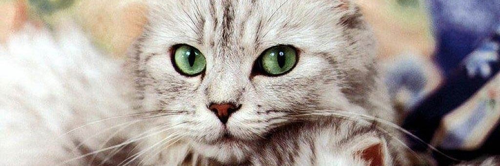Anlaura2002's profile banner image
