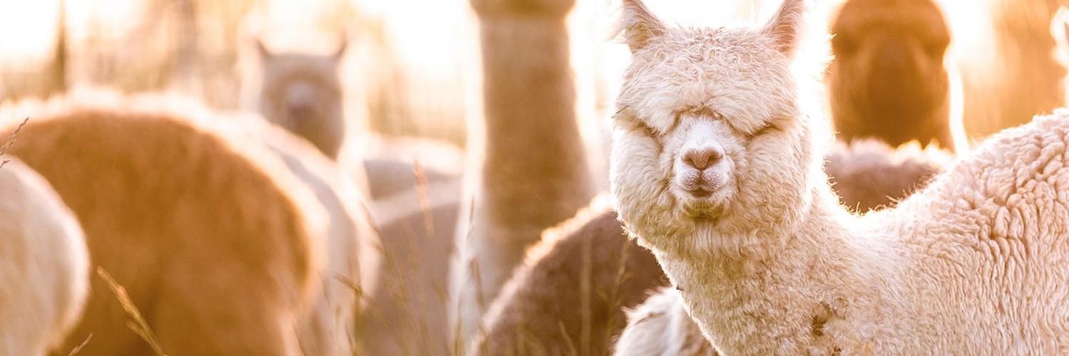 Alpaca Group NW banner