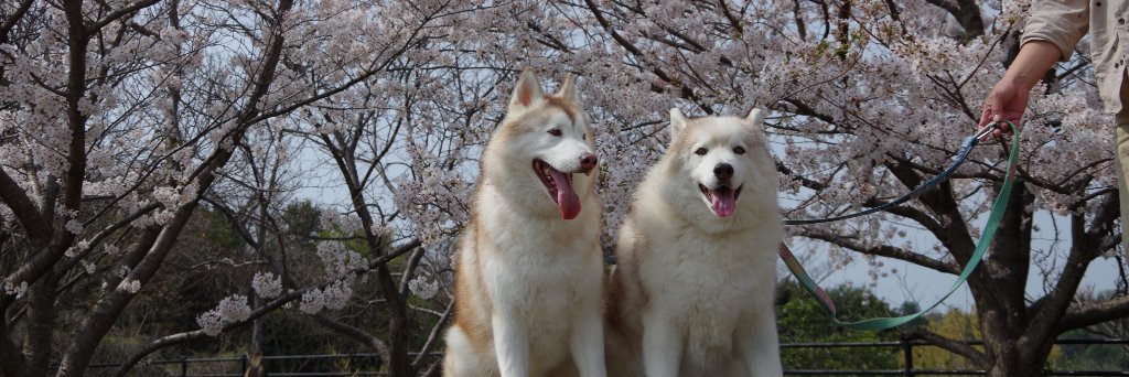 thymesuzy's profile banner image