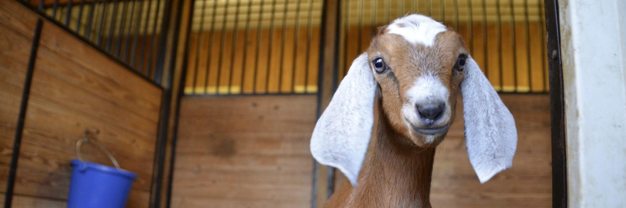 Amazing Acres banner