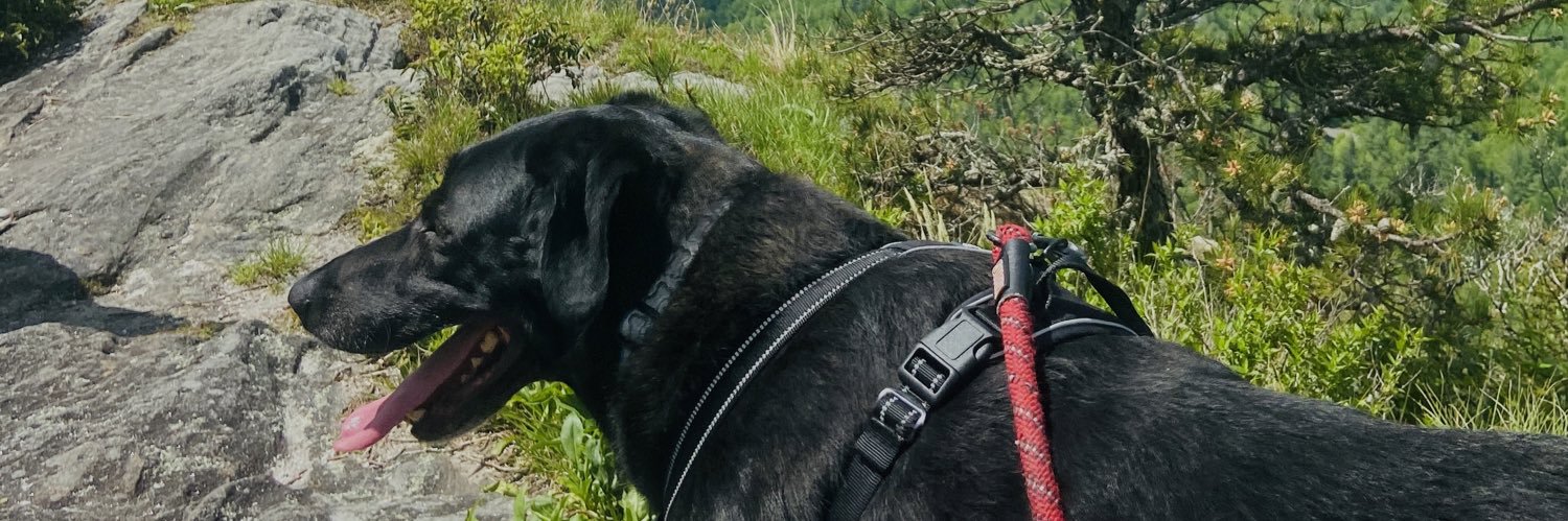 swissybrown's profile banner image