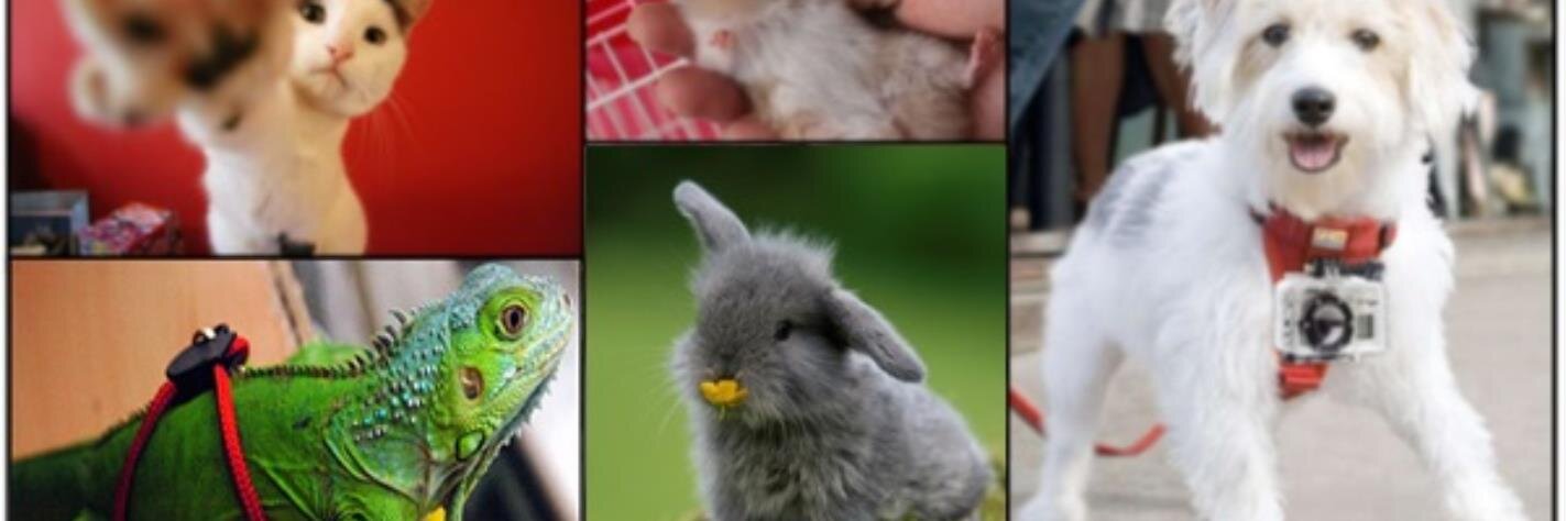 Pets TV Show!  banner