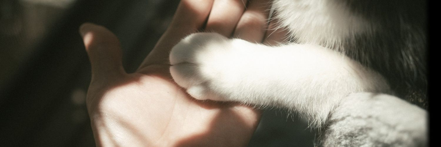 brandyddawngj's profile banner image