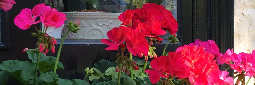 Miss J - (decayedgentlewoman.bsky.social) banner