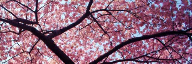 Flowerrr's profile banner image