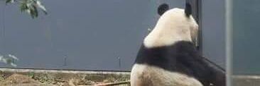 🍓 banner