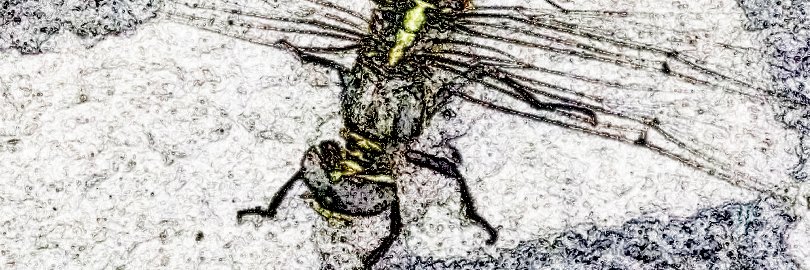 wowindian's profile banner image