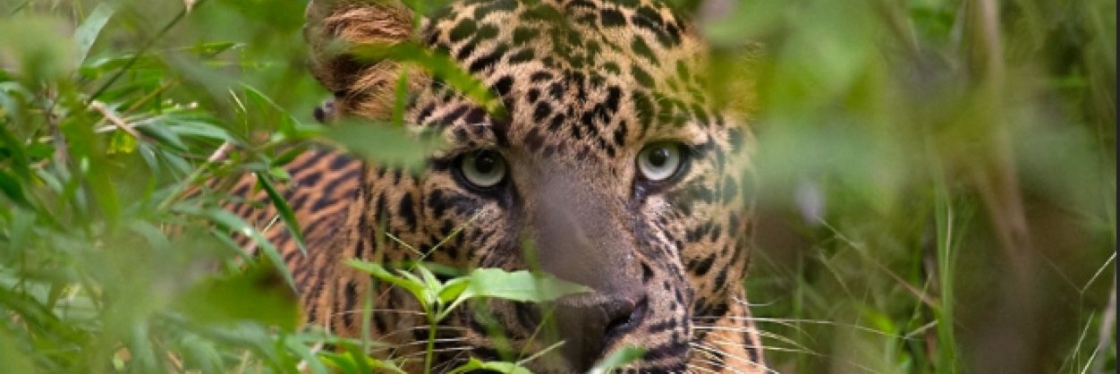 SuppleLeopard1's profile banner image