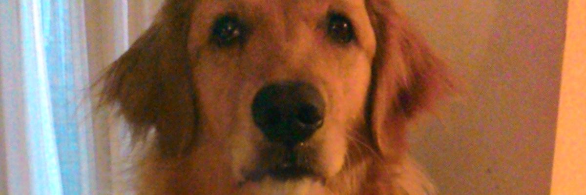 zivanina's profile banner image