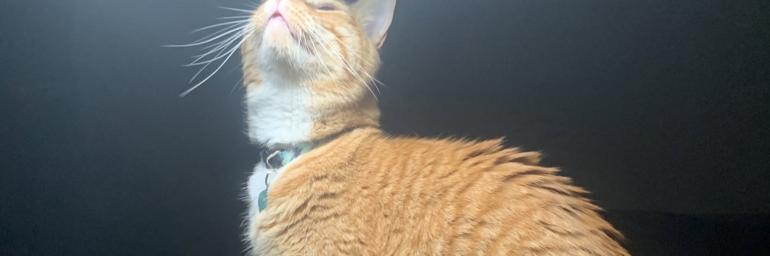 catsupmania's profile banner image