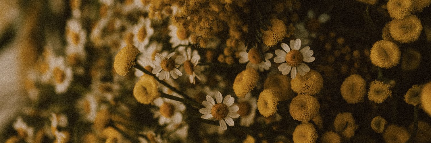 VannahLeePhoto's profile banner image