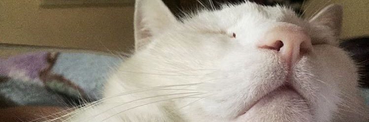 danni_ferri's profile banner image