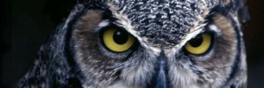 Electoral_Mex's profile banner image