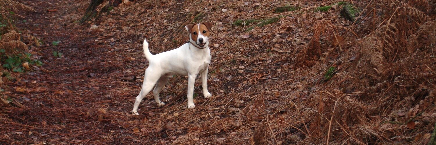 BertieTerrier's profile banner image