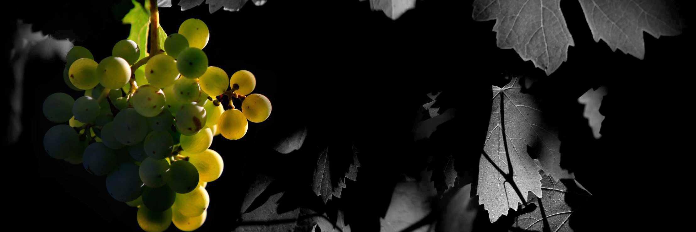 marcebernardini's profile banner image