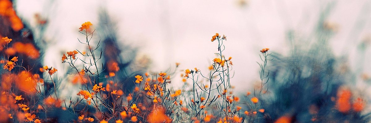 sandivine's profile banner image