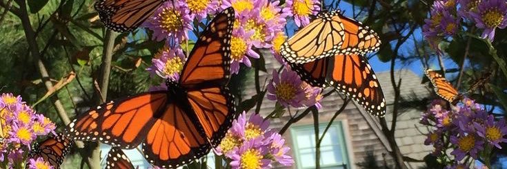 💕🦋💕's banner