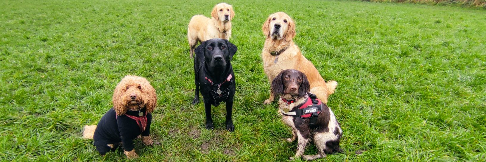 springdogwalker's profile banner image