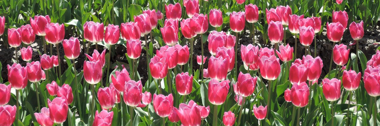 kawakami naritoshi banner