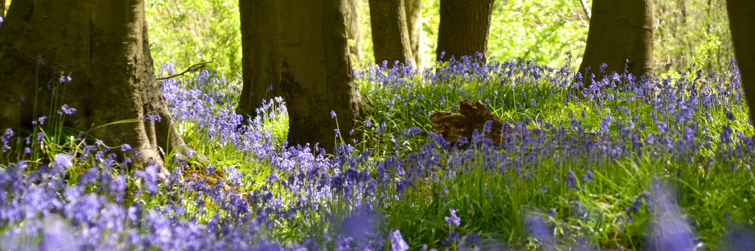 WythamWoods's profile banner image