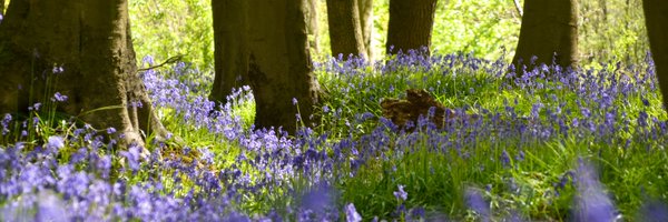 WythamWoods Profile Banner