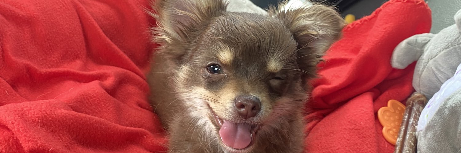gabbydevito's profile banner image