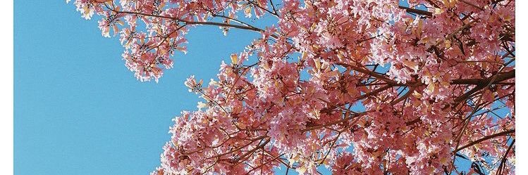 sofiaisabellaxo's profile banner image