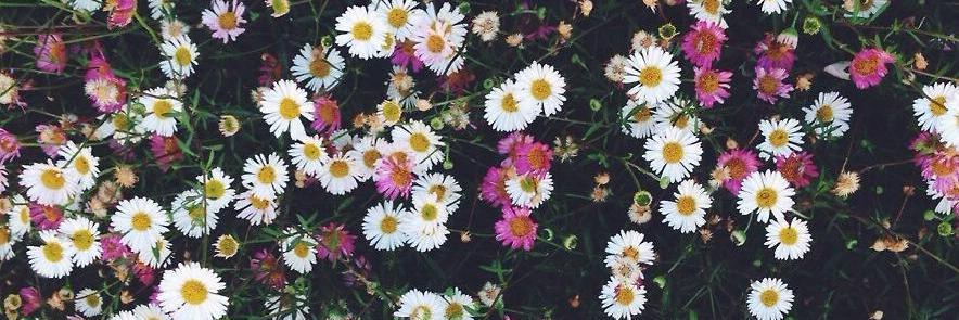 Elisabeth_mello's profile banner image