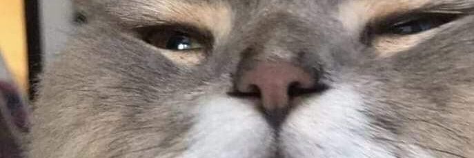 cupcakebestant's profile banner image