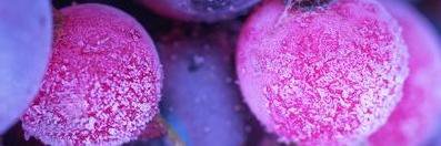 Justice Appau banner