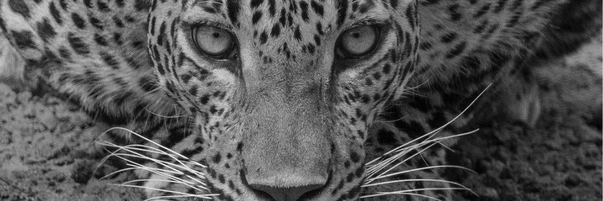 MehtaNinu's profile banner image