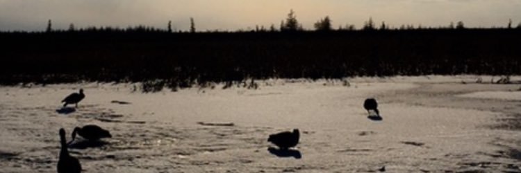 Ashley Gillies banner