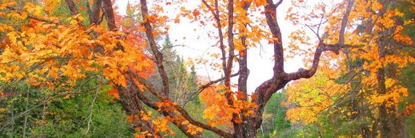 LDDrisdelle Profile Banner