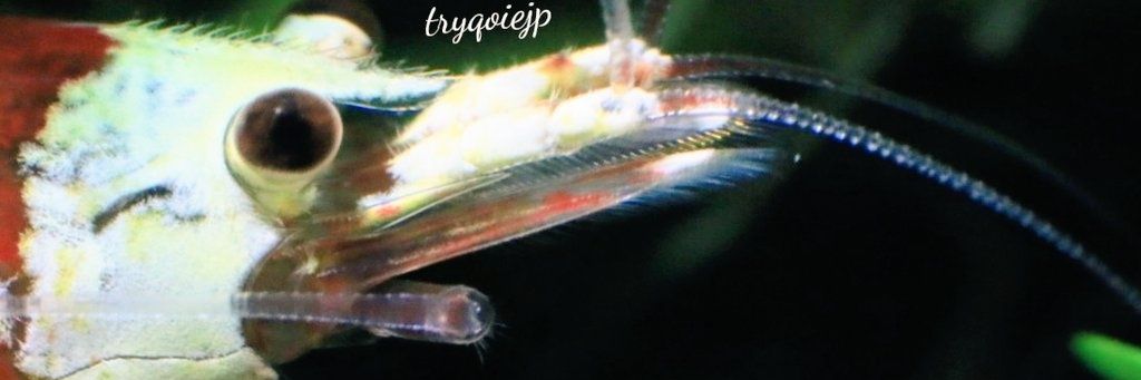 tryqoiejp's profile banner image