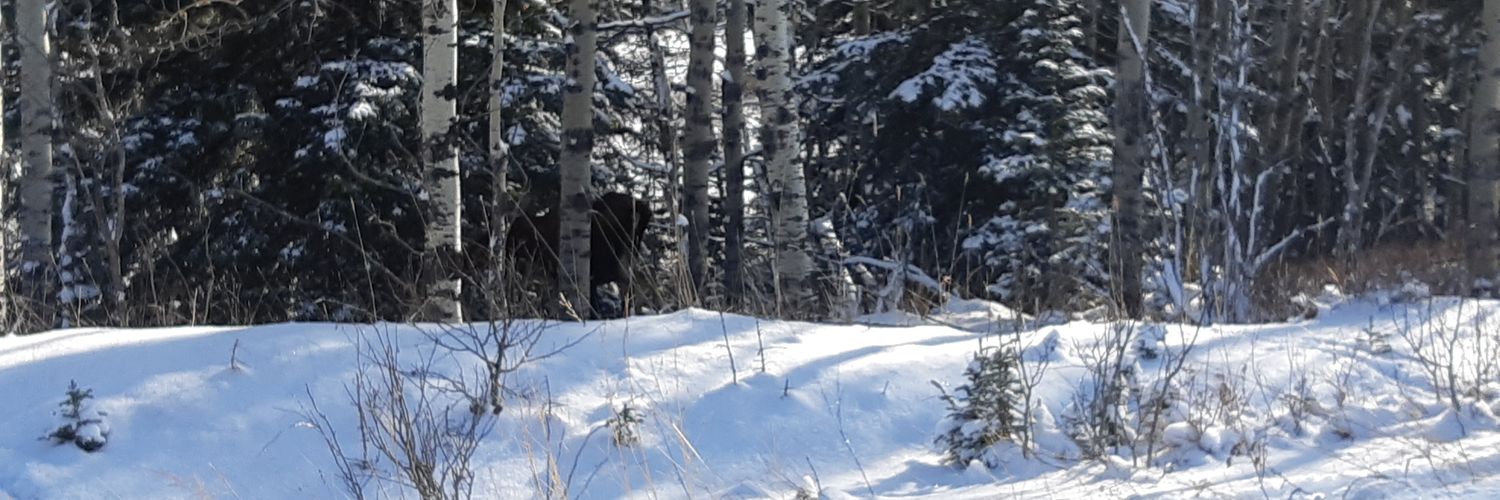MyCatsLap's profile banner image