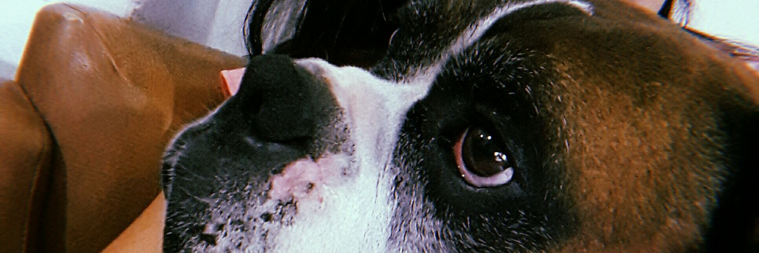 CirimeleFlor's profile banner image