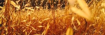 kellinpatler's profile banner image