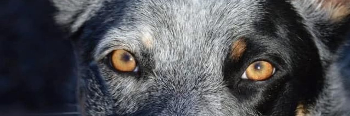 Tina 🇺🇸🐾🎣🏕️ banner