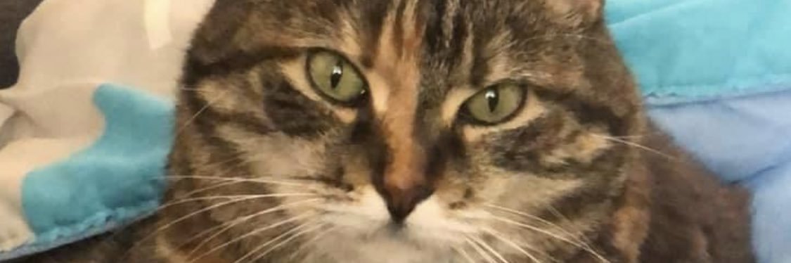 Amber S banner