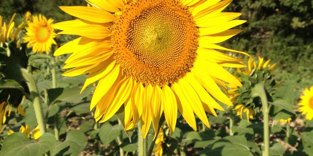 antoongroot's profile banner image
