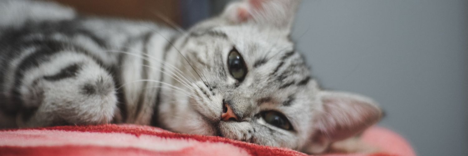 ต้นส้มที่มีแมวอ้วน banner