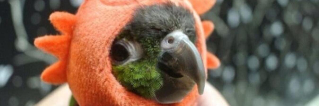 Cutenesszilla's profile banner image