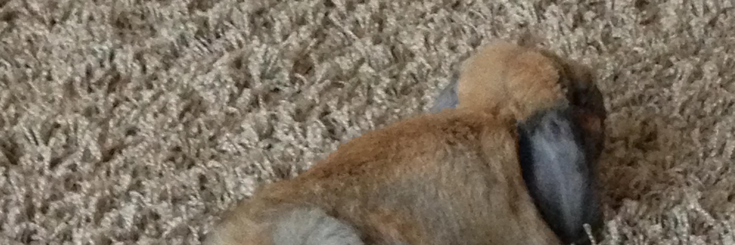 BuddyMBunny's profile banner image