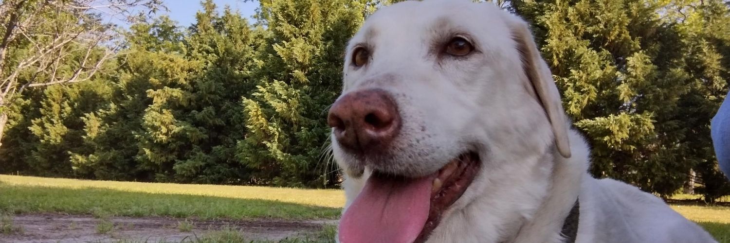 awileymomma's profile banner image