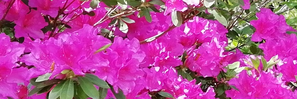 すず banner