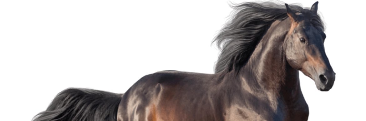 مساعد الوادعي banner