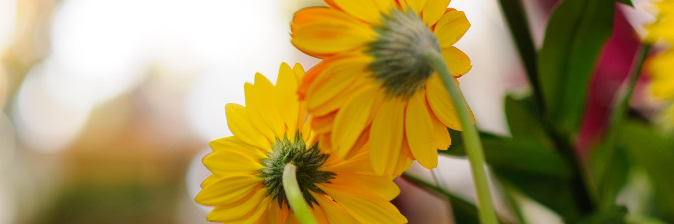 ScentAndViolet's profile banner image